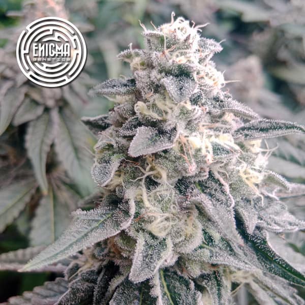 L.A. Wedding Pop semilla > Enigma Genetics | Semillas feminizadas  |  Índica