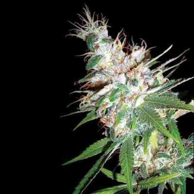 LA Woman > DNA Genetics | Feminized Marijuana   |  Indica