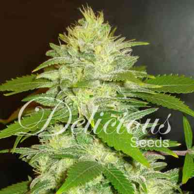 La Musa > Delicious Seeds | Autoflowering Cannabis   |  Indica