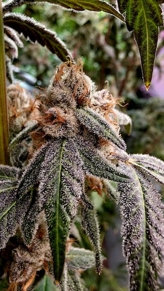 Lady Lemone Seed > Elev8 Seeds | Feminized Cannabis   |  Sativa