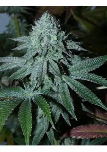 Lamia semilla > Bask Triangle Farms | Semillas feminizadas  |  Índica