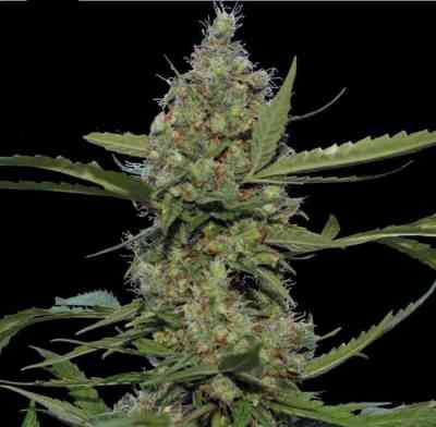 Laughing Buddha > Barney`s Farm | Semillas feminizadas  |  Sativa