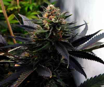 Lavender > Soma Seeds | Feminized Marijuana   |  Indica