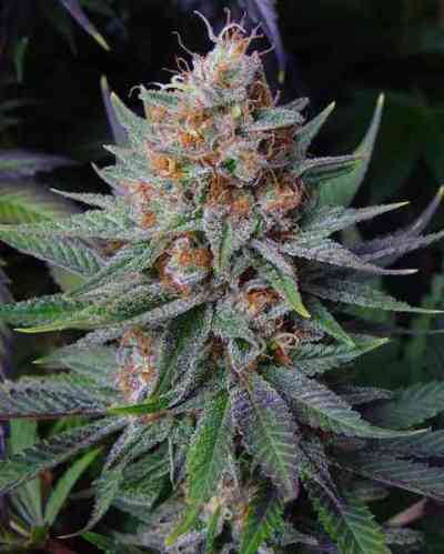 Lavender > Soma Seeds | Feminized Marijuana   |  Indica