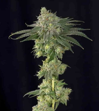 Lebron Haze > BSF Seeds | Feminized Marijuana   |  Sativa