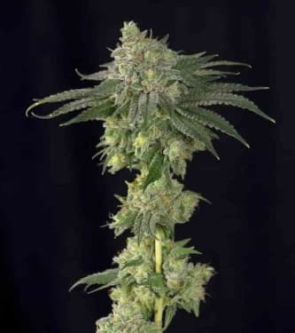 Lebron Haze > BSF Seeds | Semillas feminizadas  |  Sativa