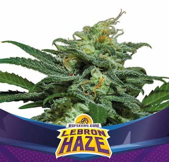 Lebron Haze XXL Auto > BSF Seeds | Autoflowering Hanfsamen  |  Sativa