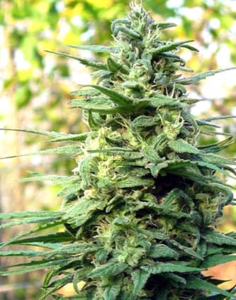 Leda Uno > KC Brains | Feminized Marijuana   |  hybrid