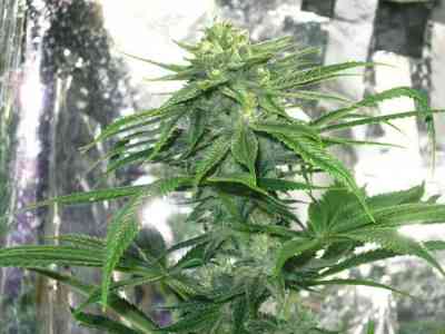 Lee Roy > Rare Dankness Seeds | Graines Normal  |  Indica