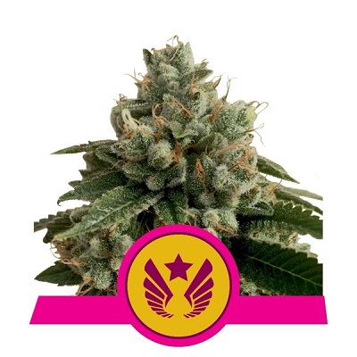 Legendary OG Punch > Royal Queen Seeds