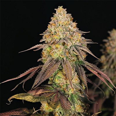 Legendary OG Punch > Royal Queen Seeds | Feminisierte Hanfsamen  |  Hybrid