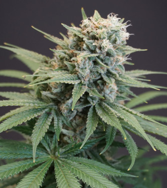 LeMello > Karma Genetics | Feminized Marijuana   |  hybrid