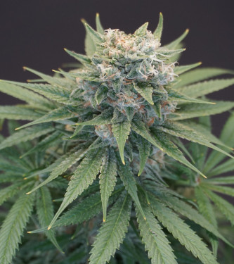 LeMello > Karma Genetics | Feminized Marijuana   |  hybrid