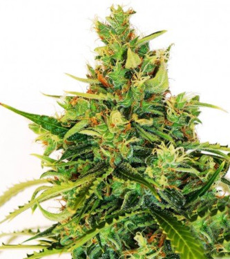 Lemon 18 > DNA Genetics | Semillas feminizadas  |  Sativa