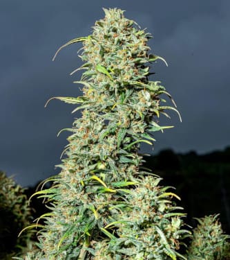 Lemon AK > Fast Buds Company | Graines Autofloraison  |  Sativa