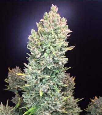 Lemon AK > Fast Buds Company | Autoflowering Cannabis   |  Sativa