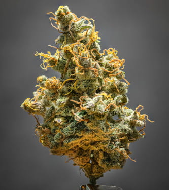 Lemon AK > Fast Buds Company | Autoflowering Cannabis   |  Sativa
