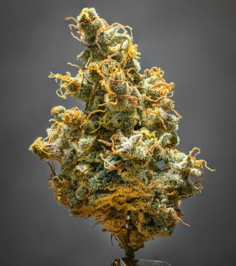 Lemon AK > Fast Buds Company | Graines Autofloraison  |  Sativa