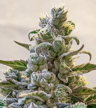 Lemon Cake Auto > High Speed Buds | Autoflowering Hanfsamen  |  Hybrid