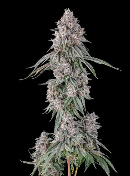 Lemon Chain Samen > Compound Genetics | Feminisierte Hanfsamen  |  Hybrid