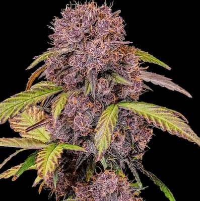 Lemon Cherry Cookies 3
