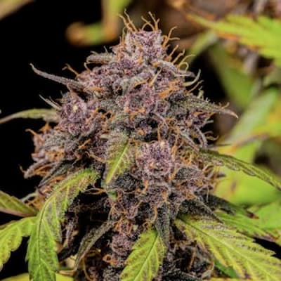Lemon Cherry Cookies Auto > Fast Buds Company | Semillas de marihuana autoflorecientes  |  Índica