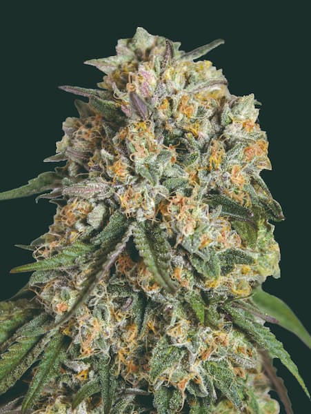 Lemon Cherry Gelato Samen > 00 Seeds | Feminisierte Hanfsamen  |  Sativa