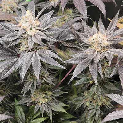 Lemon Cherry Gelato being grown with grayish tones, viewed from above.