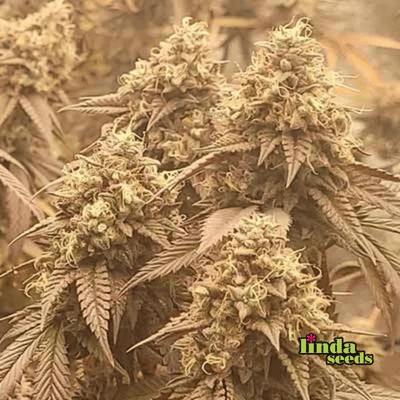 Lemon Cherry Gelato graines > Linda Seeds | NOS RECOMMANDATIONS DE GRAINES DE CANNABIS  |  Graines de Cannabis à prix bas