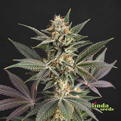 Lemon Cherry Gelato Seed > Linda Seeds | Cannabis seeds recommendations  |  Cheap Cannabis