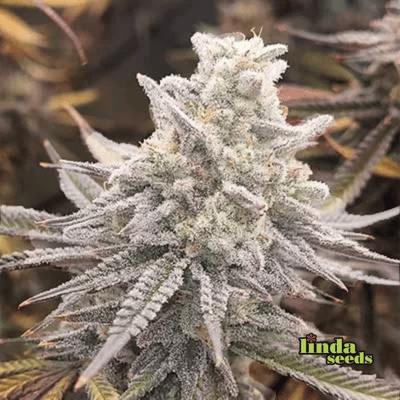 Lemon Cherry Gelato graines > Linda Seeds | NOS RECOMMANDATIONS DE GRAINES DE CANNABIS  |  Graines de Cannabis à prix bas