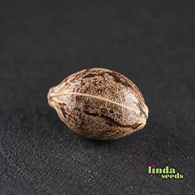 Lemon Cherry Gelato Seed > Linda Seeds | Cannabis seeds recommendations  |  Cheap Cannabis
