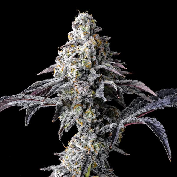 Lemon Cherry Gelato x Triple Scoop Seed > Cookies Seedbank | Feminized Cannabis   |  Hybrid