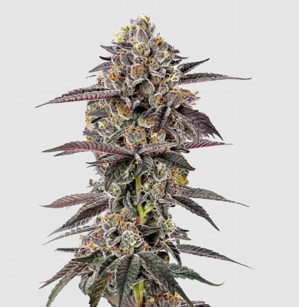 Lemon Cherry Mochi Auto semilla > Growers Choice | Semillas de marihuana autoflorecientes  |  Índica
