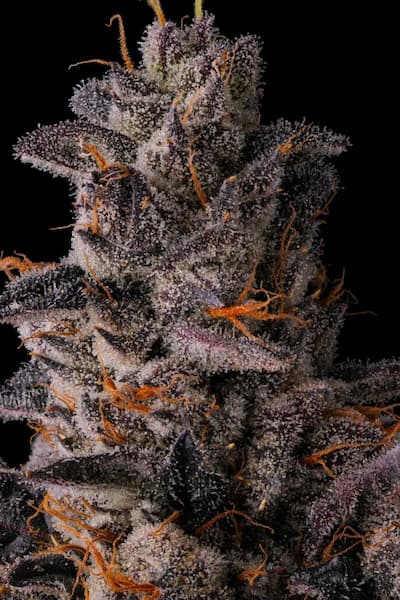 Lemon Cherry Pavé Samen > Compound Genetics Seeds | Feminisierte Hanfsamen  |  Indica