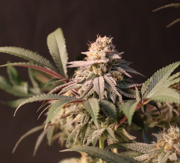 Lemon Cherry Runtz > Fast Buds | Feminisierte Hanfsamen  |  Hybrid
