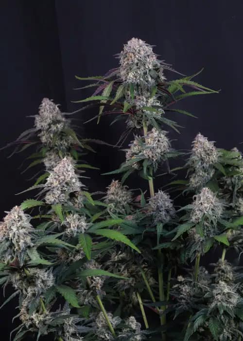 Lemon Cherry Sundae Auto graines > Fast Buds Company | Graines de cannabis autoflo  |  Indica