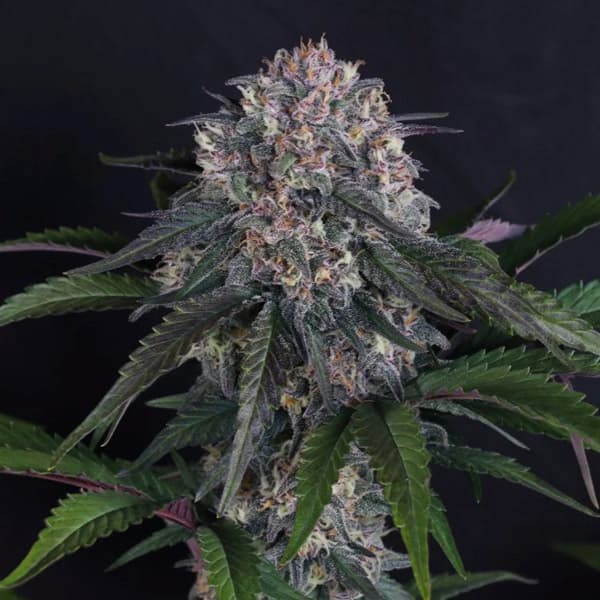 Lemon Cherry Sundae Auto graines > Fast Buds Company | Graines de cannabis autoflo  |  Indica