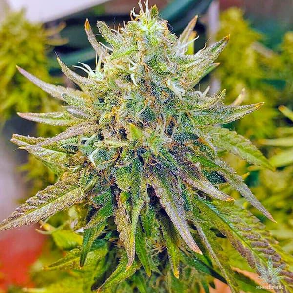 Lemon Diesel CBD+ > CBD+ Buds | CBD cannabis seeds  |  Sativa