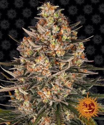 Lemon Drizzle > Barneys Farm | Feminisierte Hanfsamen  |  Sativa