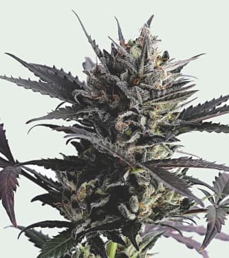 Lemon Haze Auto > Kannabia Seeds | Semillas autoflorecientes  |  Sativa