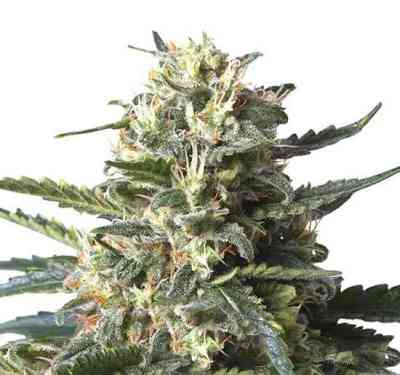 Lemon Shining Silver Haze > Royal Queen Seeds | Graines Féminisées  |  Sativa