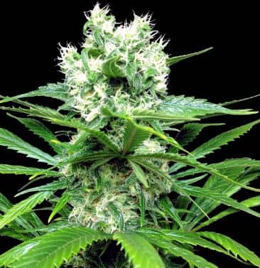 Lemon Ice 2.0 > Ripper Seeds | Feminisierte Hanfsamen  |  Indica