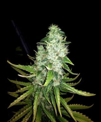 Lemon Ice 2.0 > Ripper Seeds | Feminisierte Hanfsamen  |  Indica