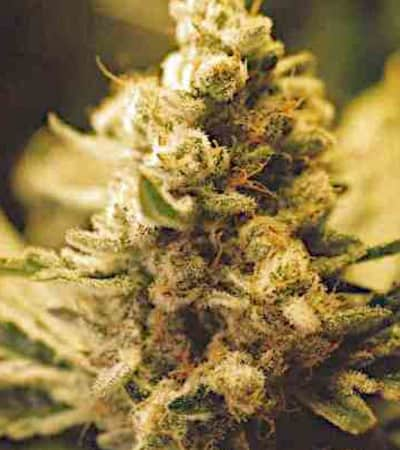 Lemon Kush > Female Seeds | Feminized Marijuana   |  Indica