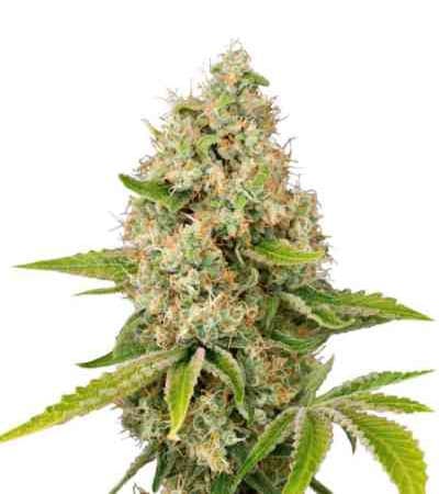 Lemon Kush > Female Seeds | Feminized Marijuana   |  Indica