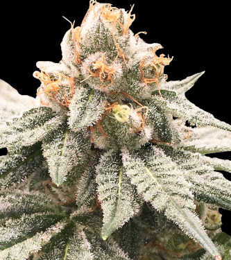 Lemon Oasis > Rare Dankness Seeds | Feminisierte Hanfsamen  |  Indica