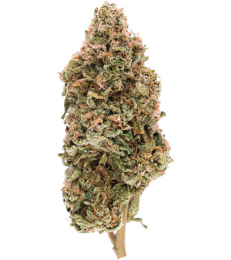 Lemon Oasis > Rare Dankness Seeds | Feminisierte Hanfsamen  |  Indica