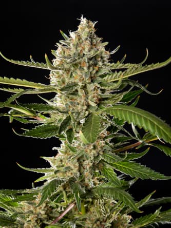 Lemon OG Candy > Philosopher Seeds | Feminized Marijuana   |  Sativa