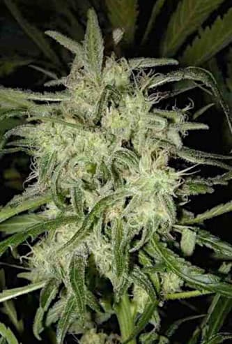 Lemon OG Haze Automatic > Nirvana | Semillas de marihuana autoflorecientes  |  Sativa